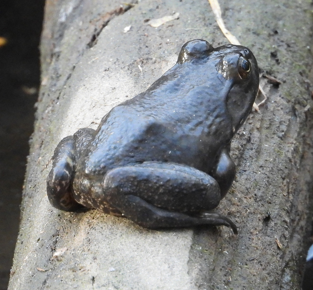 American Bullfrog from Forest Glen, Silver Spring, MD, USA on October ...