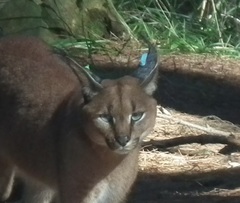 Caracal caracal caracal