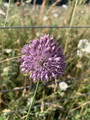 Allium ampeloprasum