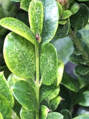 Eurytetranychus buxi