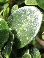 Eurytetranychus buxi