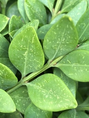 Eurytetranychus buxi