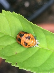 Harmonia axyridis