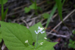 Circaea alpina pacifica
