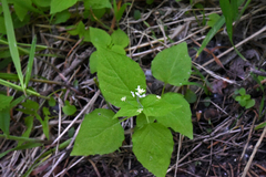 Circaea alpina pacifica
