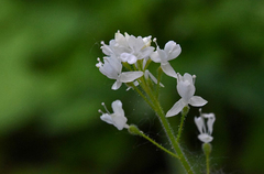 Circaea alpina pacifica