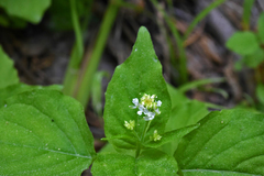 Circaea alpina pacifica