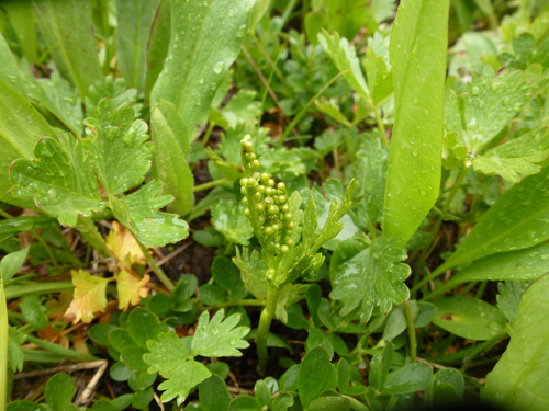 Botrychium lanceolatum iNat (1)