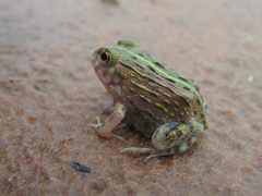 Pyxicephalus edulis