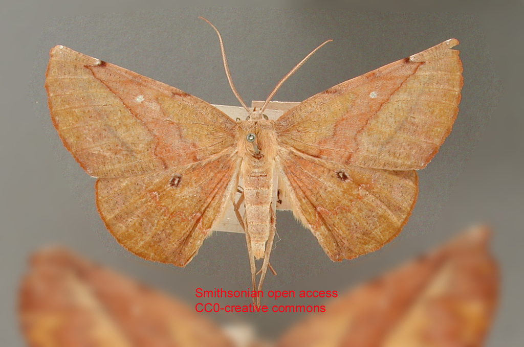 Simopteryx obliquilinea