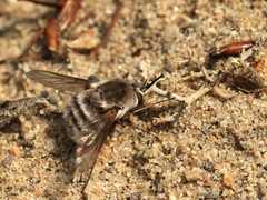 Bombylius incanus