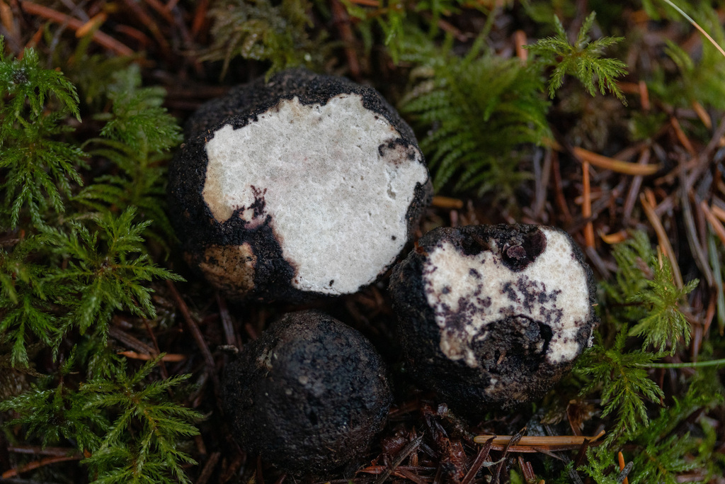 Oregon Black Truffle