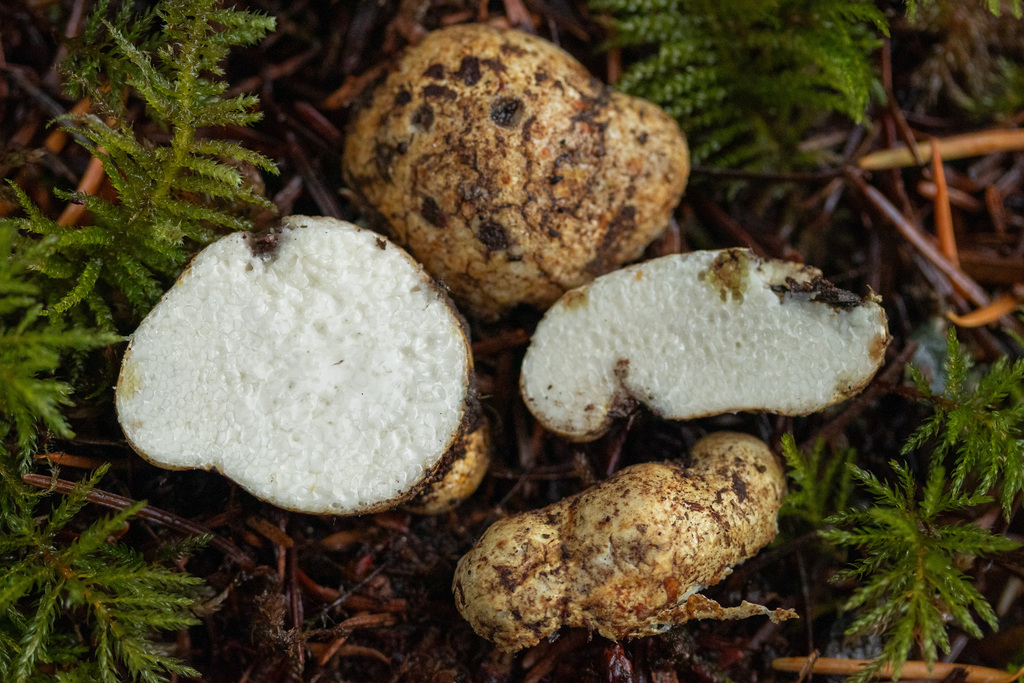 Leucogaster