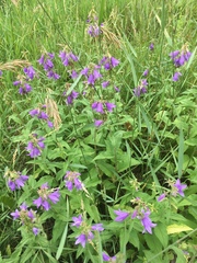 Campanula rapunculoides