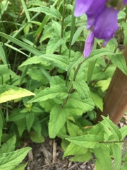 Campanula rapunculoides