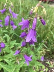 Campanula rapunculoides
