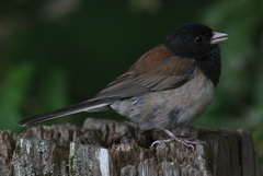 Junco hyemalis pinosus