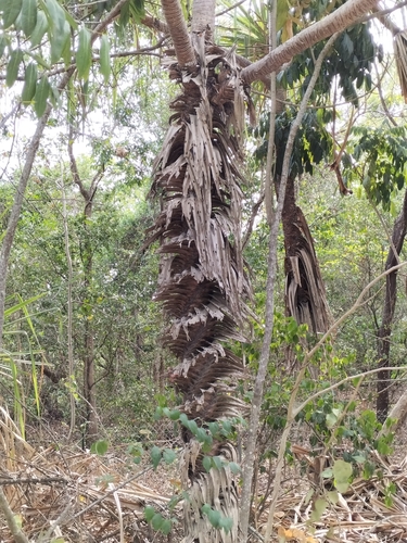 Image of Pandanus cookii by (c) Matthew Borella, some rights reserved (CC BY)