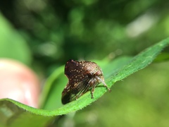 Telamona monticola
