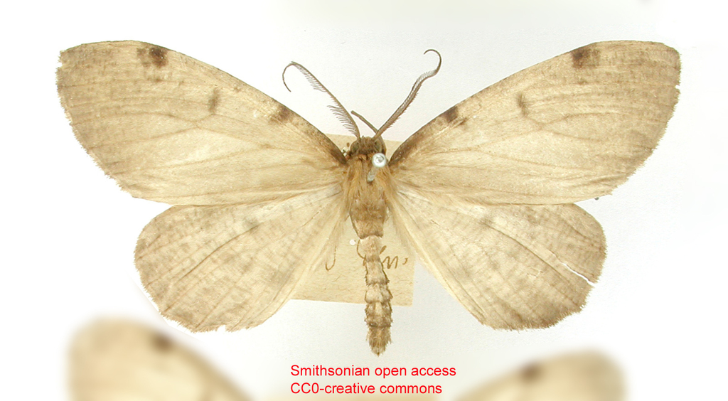 Nephodia costistigmata