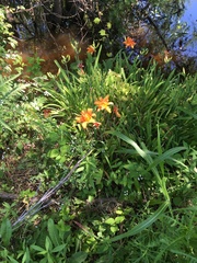 Hemerocallis fulva