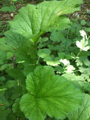 Geum macrophyllum macrophyllum