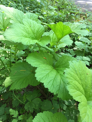Geum macrophyllum macrophyllum