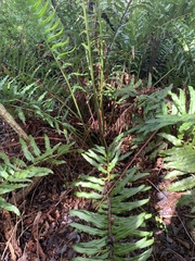 Acrostichum danaeifolium