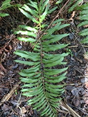 Acrostichum danaeifolium