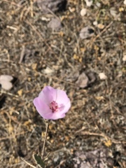 Malacothamnus foliosus