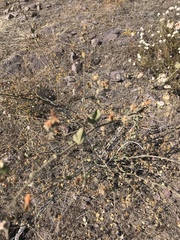 Malacothamnus foliosus