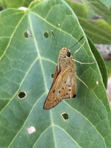 Photo of Yellow Palm Dart (Cephrenes trichopepla)