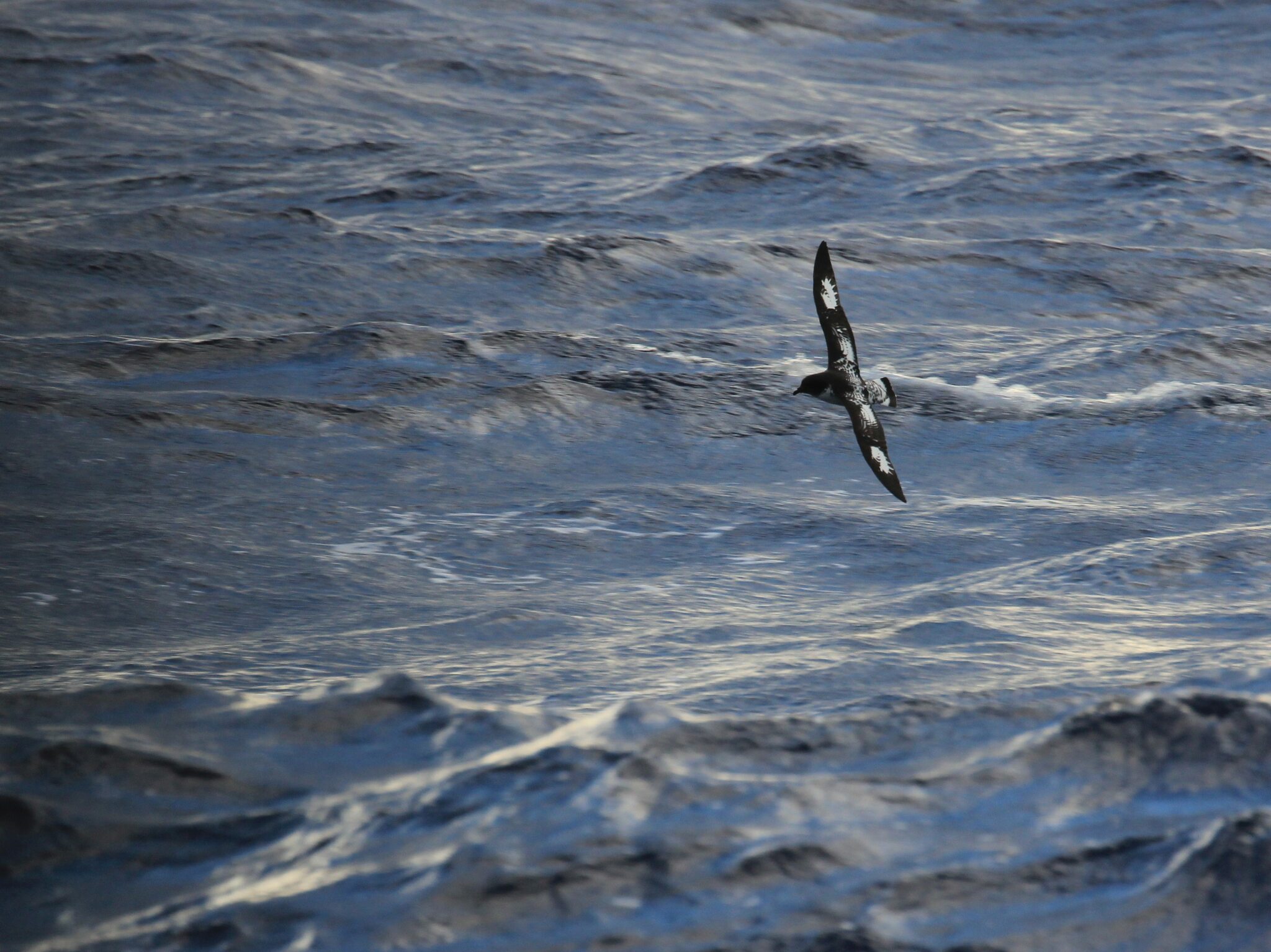 Pintado Petrel