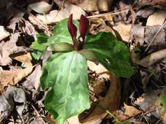 Trillium maculatum