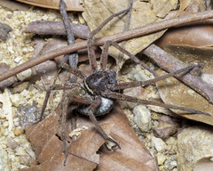 Heteropoda tetrica