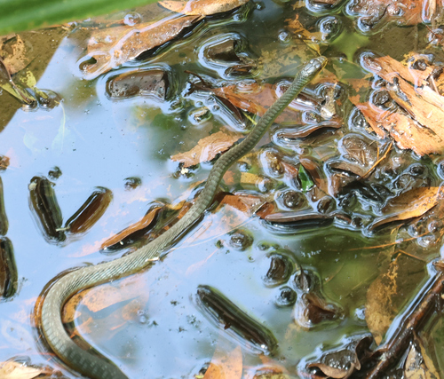 Common Tree Snake sighting