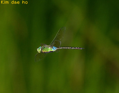 Anax parthenope julius