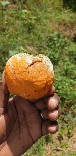 citrus blue mold