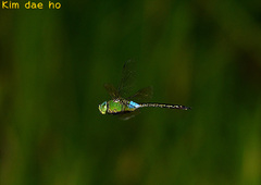 Anax parthenope julius