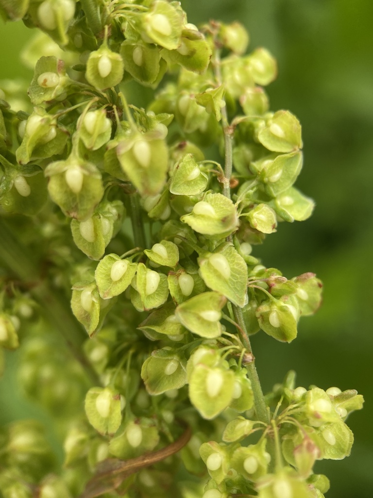 Rumex crispus