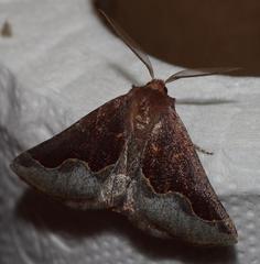 Drepanogynis ectoglauca