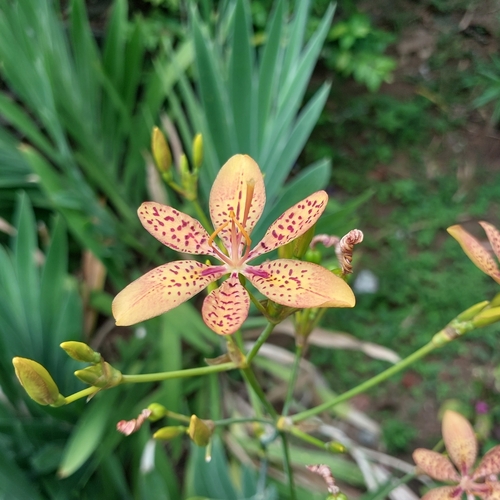 Leopard flower (Iris domestica)