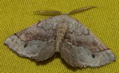 Drepanogynis mixtaria