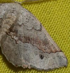 Drepanogynis mixtaria