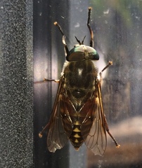 Tabanus bovinus