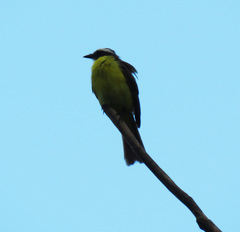 Myiozetetes similis