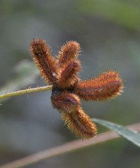 Mimosa hystricina