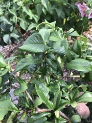 Chaenomeles speciosa