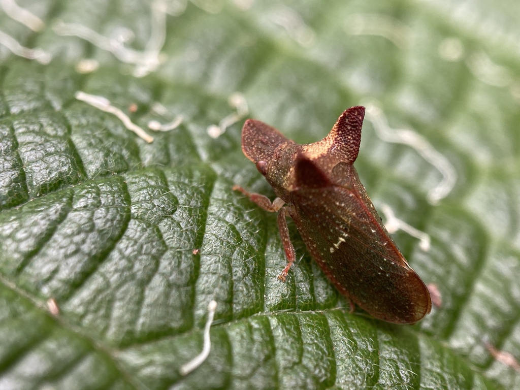 Porcorhinus