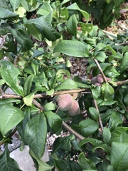 Chaenomeles speciosa